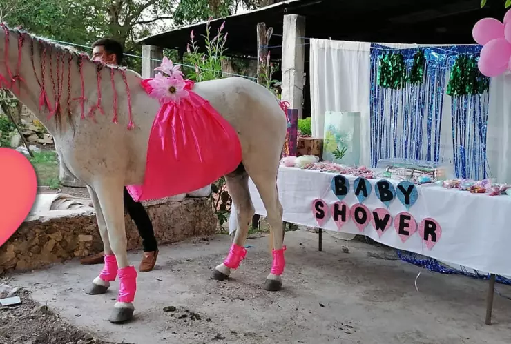 Familia en Yucatán realiza baby shower a su yegua