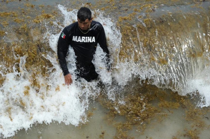 Alerta máxima en la Costa Maya de Quintana Roo: Playas de Mahahual y Xcalak invadidas de Sargazo; más de 3 mil toneladas afectan al turismo y la vida marina.