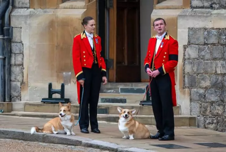 Perritos Corgis de la reina Isabel