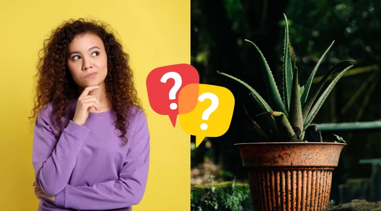 Dónde poner la planta de aloe vera para proteger tu casa de las malas vibras, según el Feng Shui