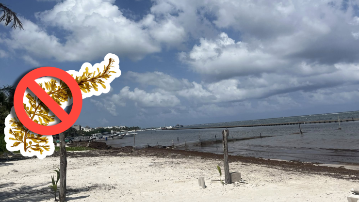 Conoce las playas libres de sargazo en Tulum, Carrillo Puerto, Bacalar y Chetumal HOY 4 de septiembre de 2025.jpg