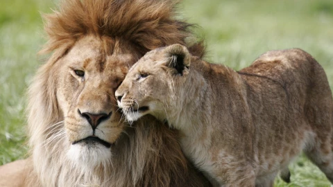 Turistas fueron testigos de cómo una pareja de leones se “dieron amor” encima de su jeep.