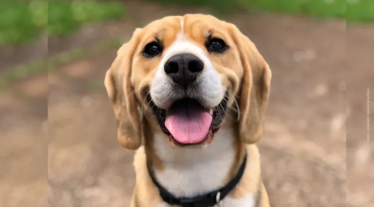 ¿Cómo identificar si estás comiendo tacos de perro?