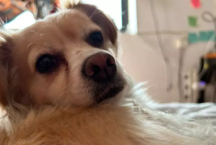 Perrito abandonado en TikTok