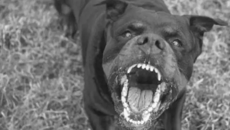 Perro rottweiler mata a un niño de 9 años en Francia; esto se sabe