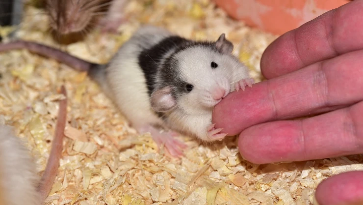 hantavirus_michigan_eu