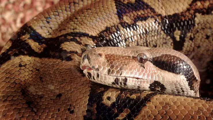 Aparece boa constrictor en Veracruz