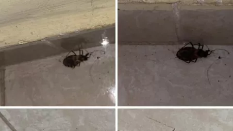 encuentra pic americas