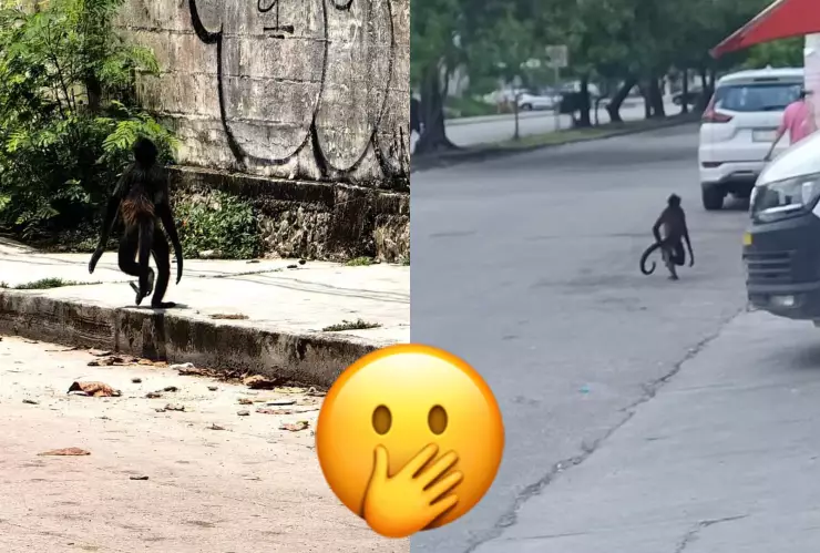 Captan a mono araña en Av. Nichupté de Cancún antes del impacto del huracán Beryl