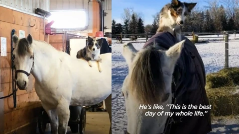 Perro monta a caballo.