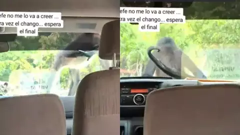 Mono araña Rivera Maya