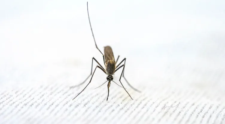 Estos son los poderosos ingredientes de cocina para evitar a los mosquitos.