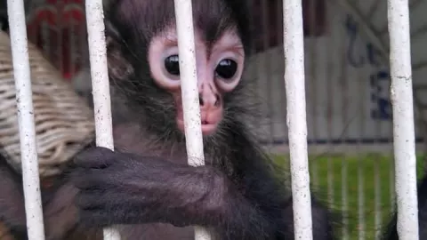 FOTOS Abandonan a ejemplar de mono araña en Yucatán