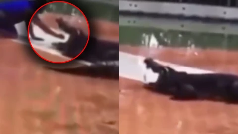 ¡Impactante VIDEO! Hombre mete la mano a la boca de un cocodrilo y termina en una lucha desesperada con el reptil