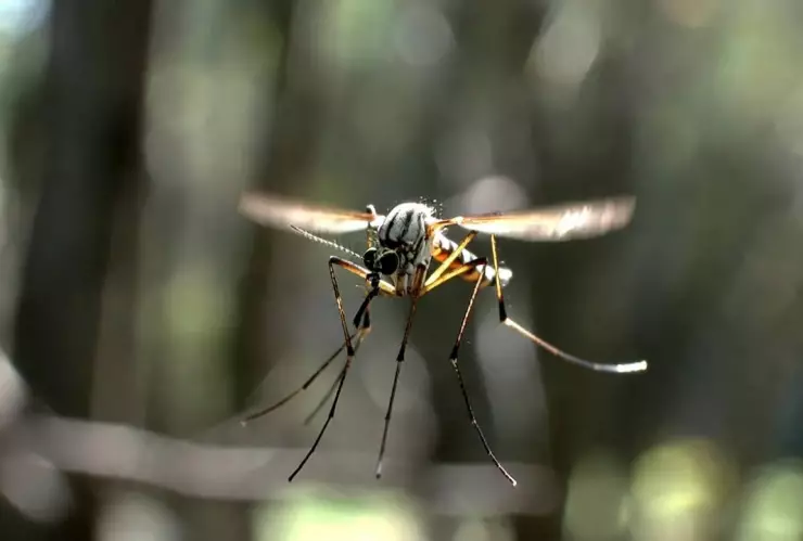 Súper mosquito México