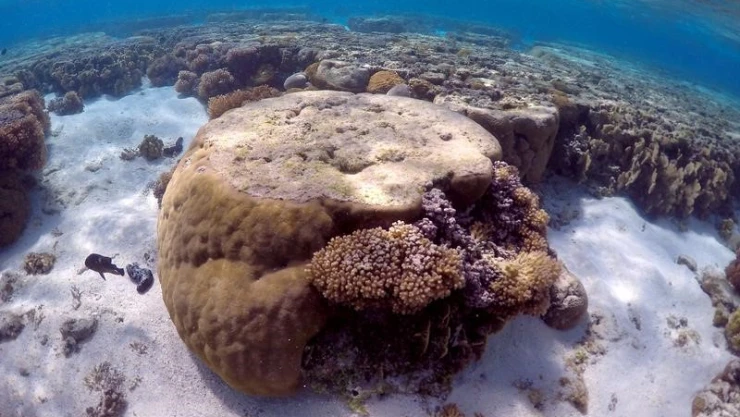 Los arrecifes de coral, en riesgo por el cambio climático y también por las ratas