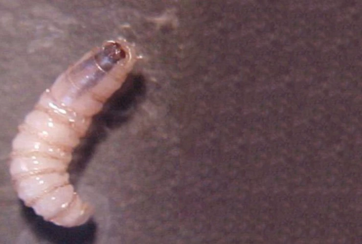 Heridas sospechosas_ ¿Cuándo una picadura podría ser el inicio del gusano barrenador