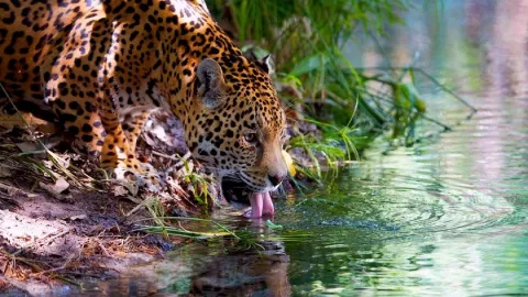 Aumenta el número de Jaguares en México