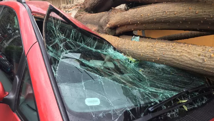 Tiran viento y lluvia árboles en al menos nueve alcaldías de la CDMX