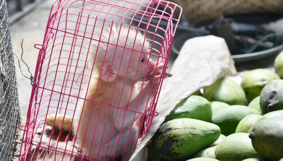 Venta de animales prohibida en CDMX