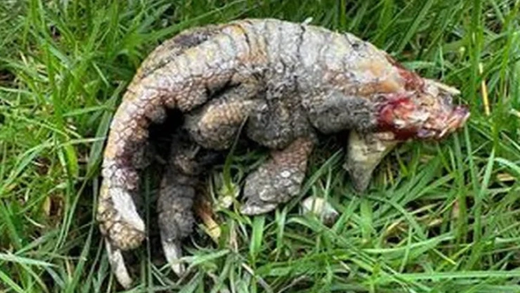 hallan garra de dinosaurio en Reino Unido