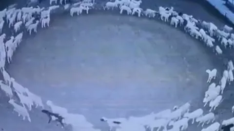 Resuelven el misterio del fenómeno de las ovejas caminando en círculos