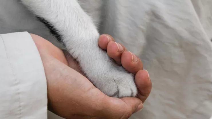 Muere Lazare, el perro más viejo del mundo su historia conmovió a millones