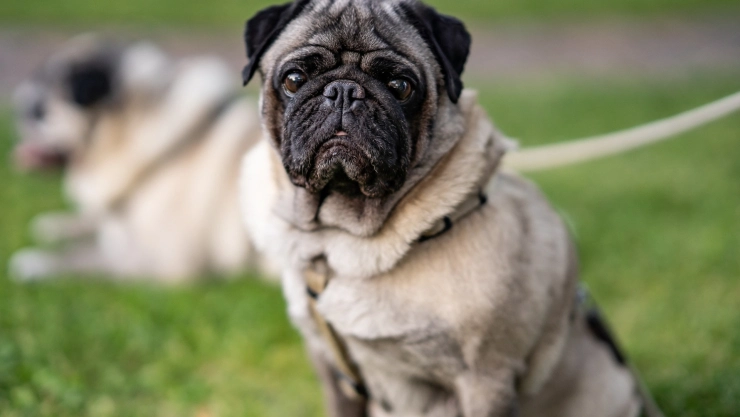 perro-frank-embargo-coahuila.jpg