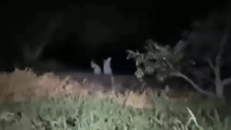 Niñas fantasma