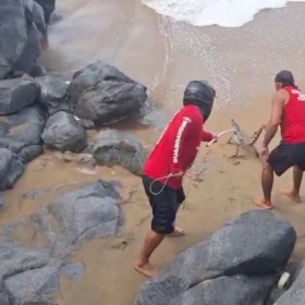 cocodrilos-manzanillo