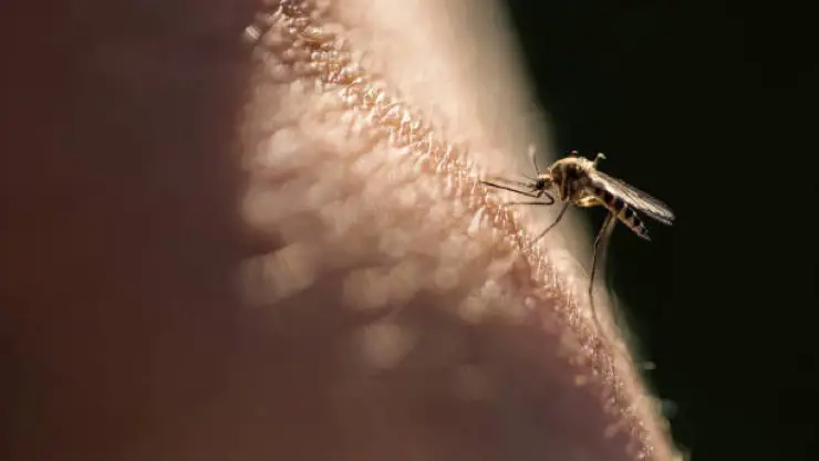 Mosquito