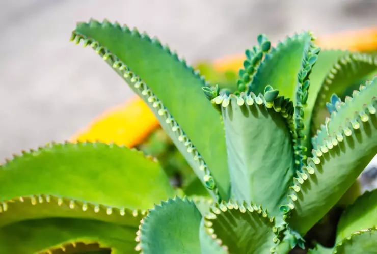 plantas resistentes sol