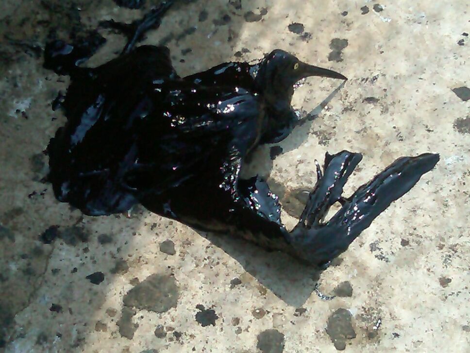 Bacterias, ártico, petróleo B.jpg
