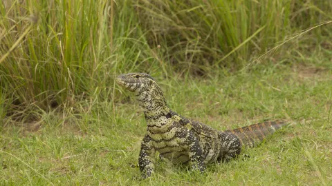 3 cosas que saber sobre el lagarto de gran tamaño que invade Florida