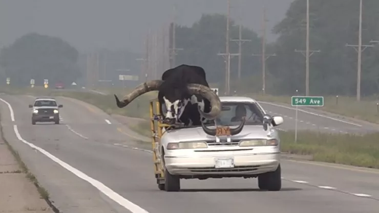 VIDEO Hombre transportando un toro en su auto es detenido por la Policía en Nebraska