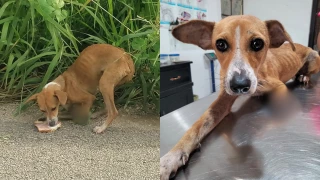 Así se vivió el RESCATE de una perrita sin una pata en la carretera de Ticul; ¿Cuál es su estado de salud?