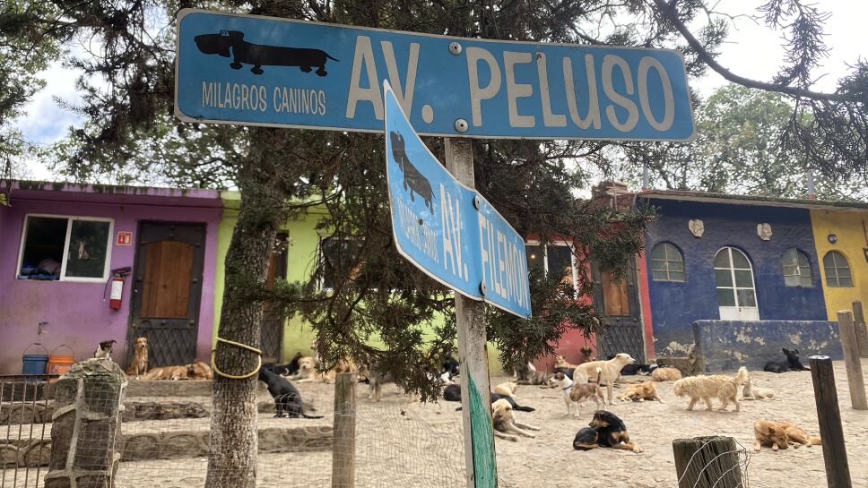 dia-del-perro-3.png