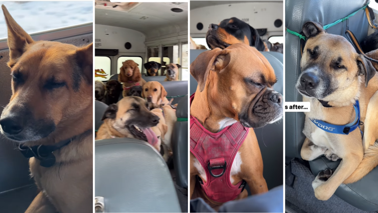 Perritos en un micro La escena que se convirtió en el video viral del momento.png