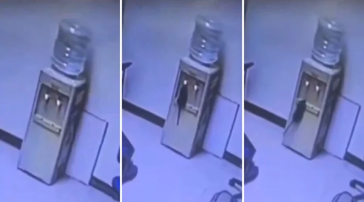 captan-rata-bebiendo-agua-garrafon-oficina-hace-viral.jpg