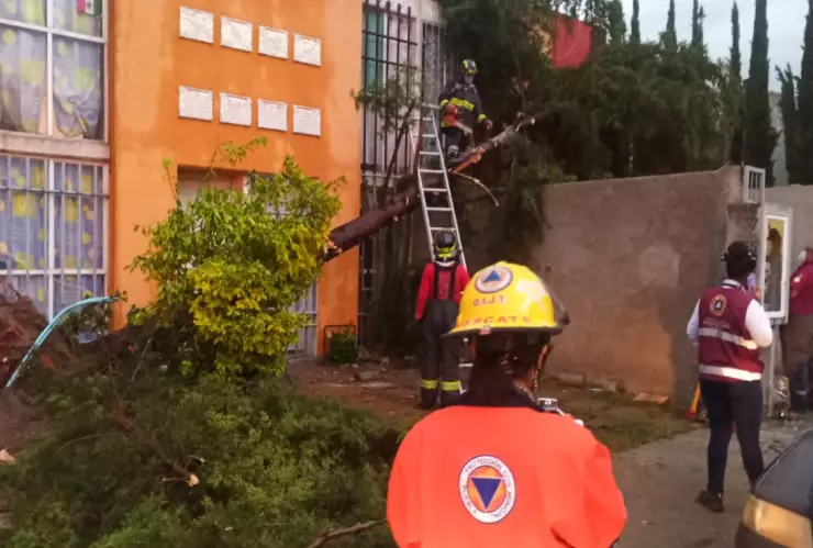 Cae otro árbol en Puebla