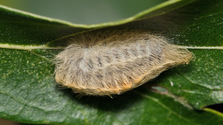 Oruga Peluche, la más peligrosa de