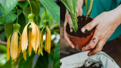 /estilo-de/la-joya-de-la-botanica-que-perfuma-cualquier-habitacion-y-solo-florece-en-forma-de-estrella