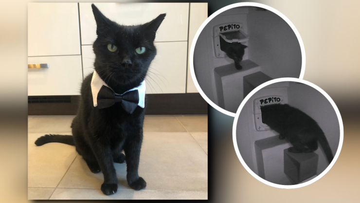 Pépito, el gato que ‘checa’ entrada y salida a través de X/Twitter