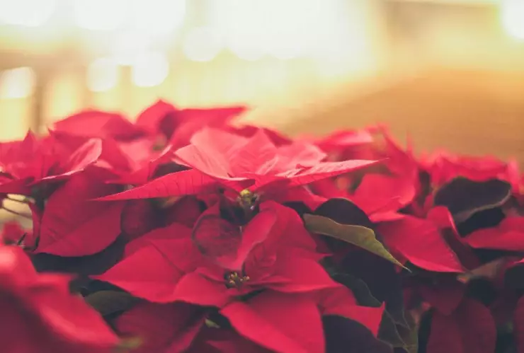 flor de nochbeuna peligro