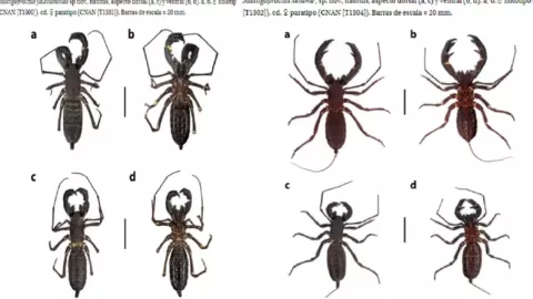 Tres nuevas especies de vinagrillos gigantes en México.