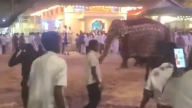 video elefante sri lanka