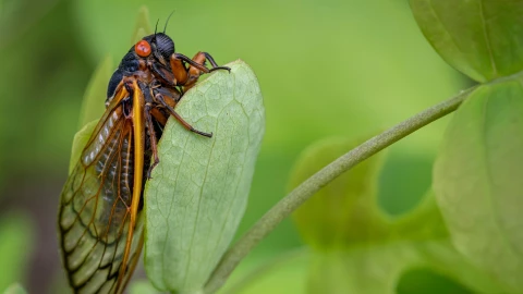 Una cigarra, el insecto que invadi&oacute; Illinois, posada sobre una hoja