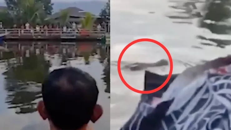 cocodrilo se come a niño