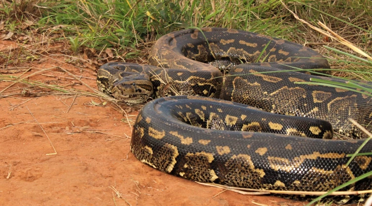 Serpiente pitón, como la que engulló a una mujer en Indonesia