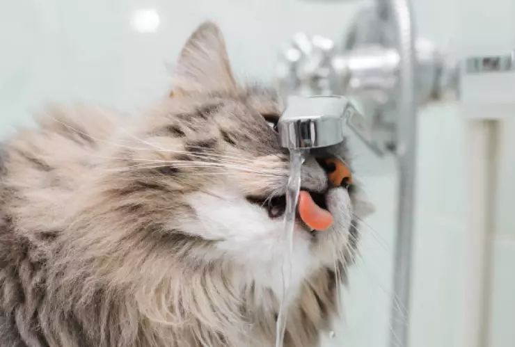 Golpe de calor en perros y gatos